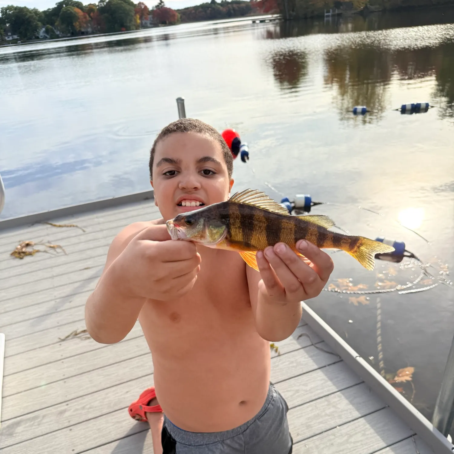 Yellow perch caught on Fishbrain