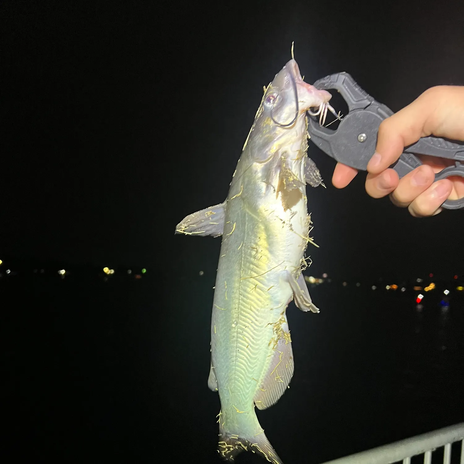 Channel catfish caught on Fishbrain