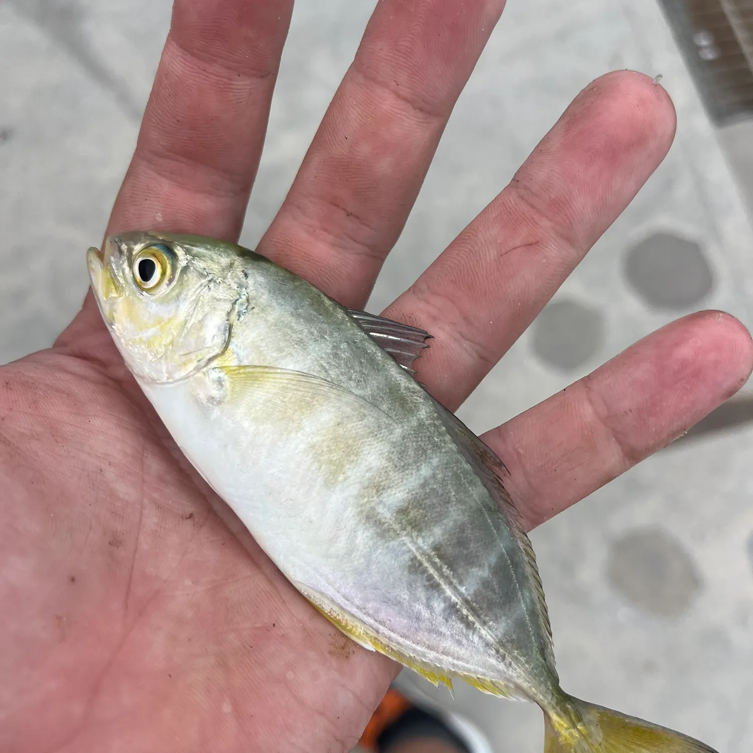The most recent Yellowtail scad catches on Fishbrain