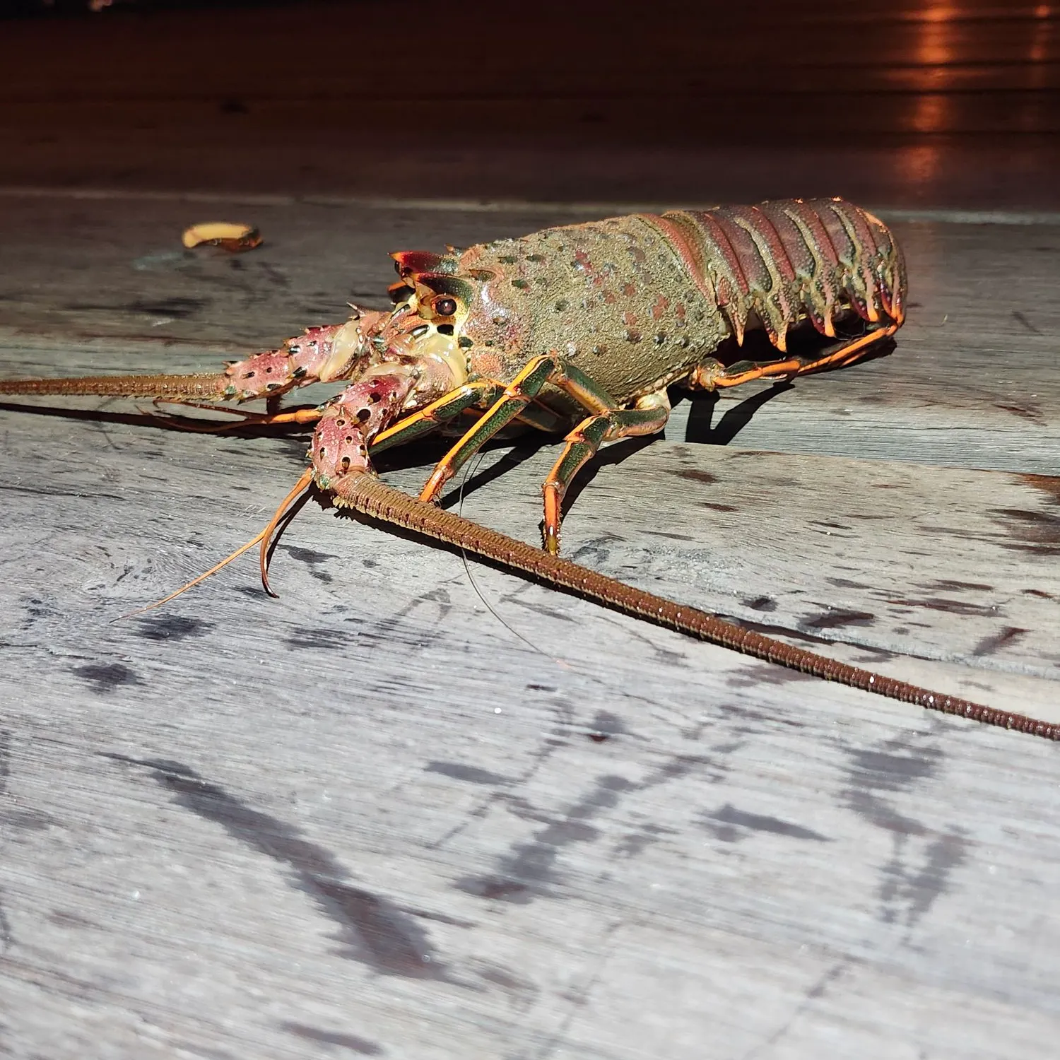 California spiny lobster caught on Fishbrain