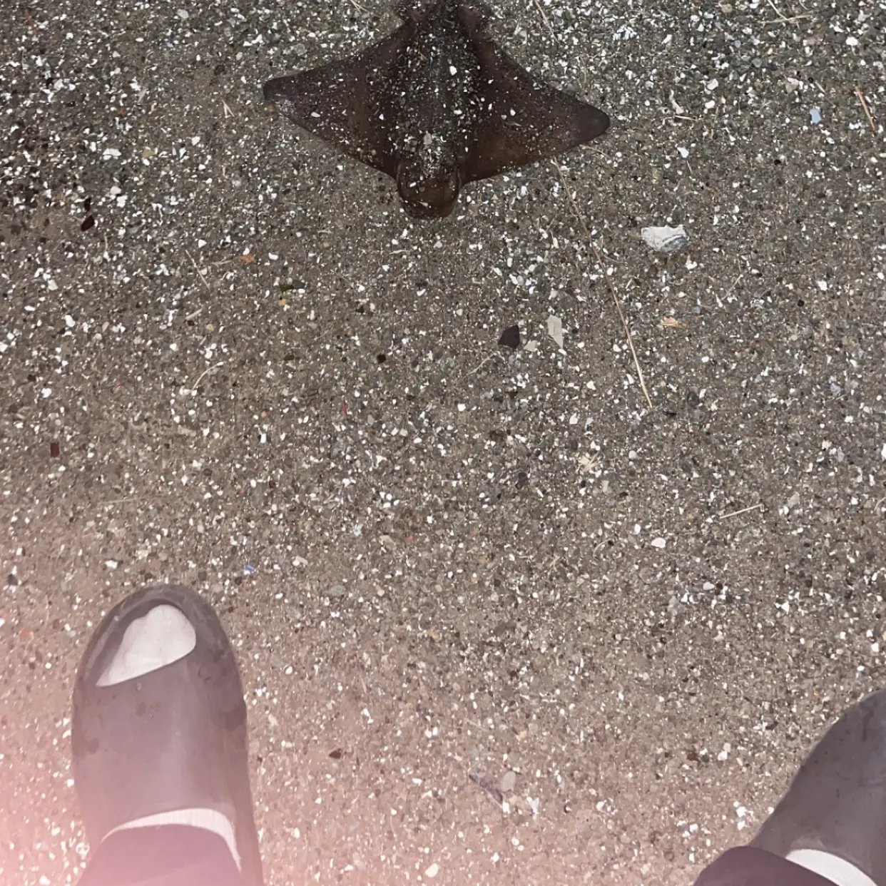 Bat eagle ray caught on Fishbrain