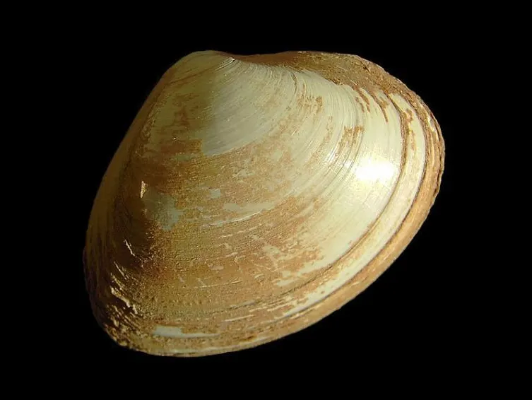 Shellfish