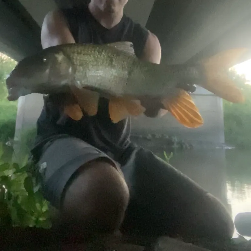 Silver redhorse caught on Fishbrain