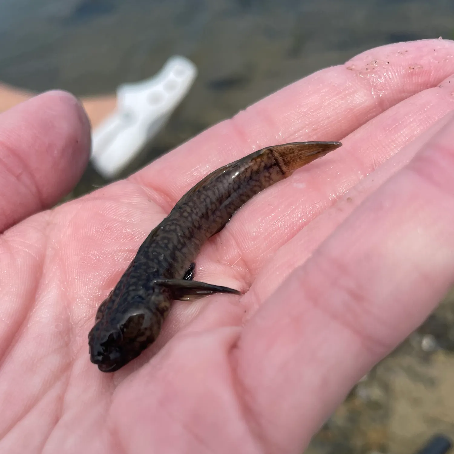 The most recent Atlantic wolffish catches on Fishbrain