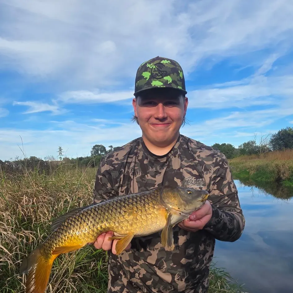 Common carp caught on Fishbrain