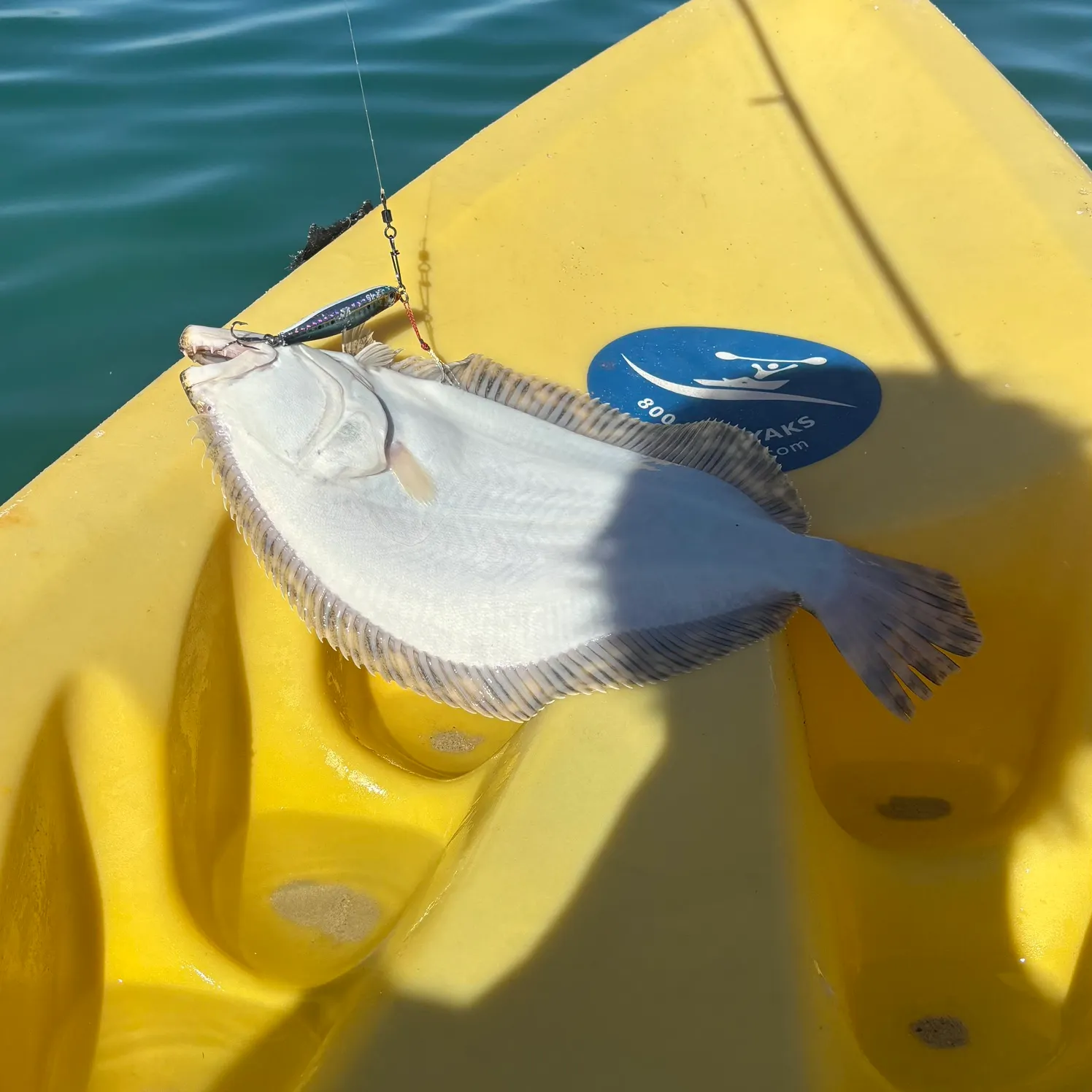 The most recent Brill catches on Fishbrain