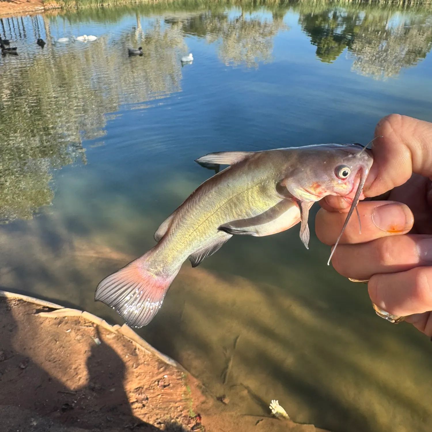 Black bullhead caught on Fishbrain
