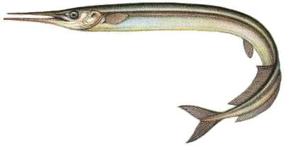 European garfish