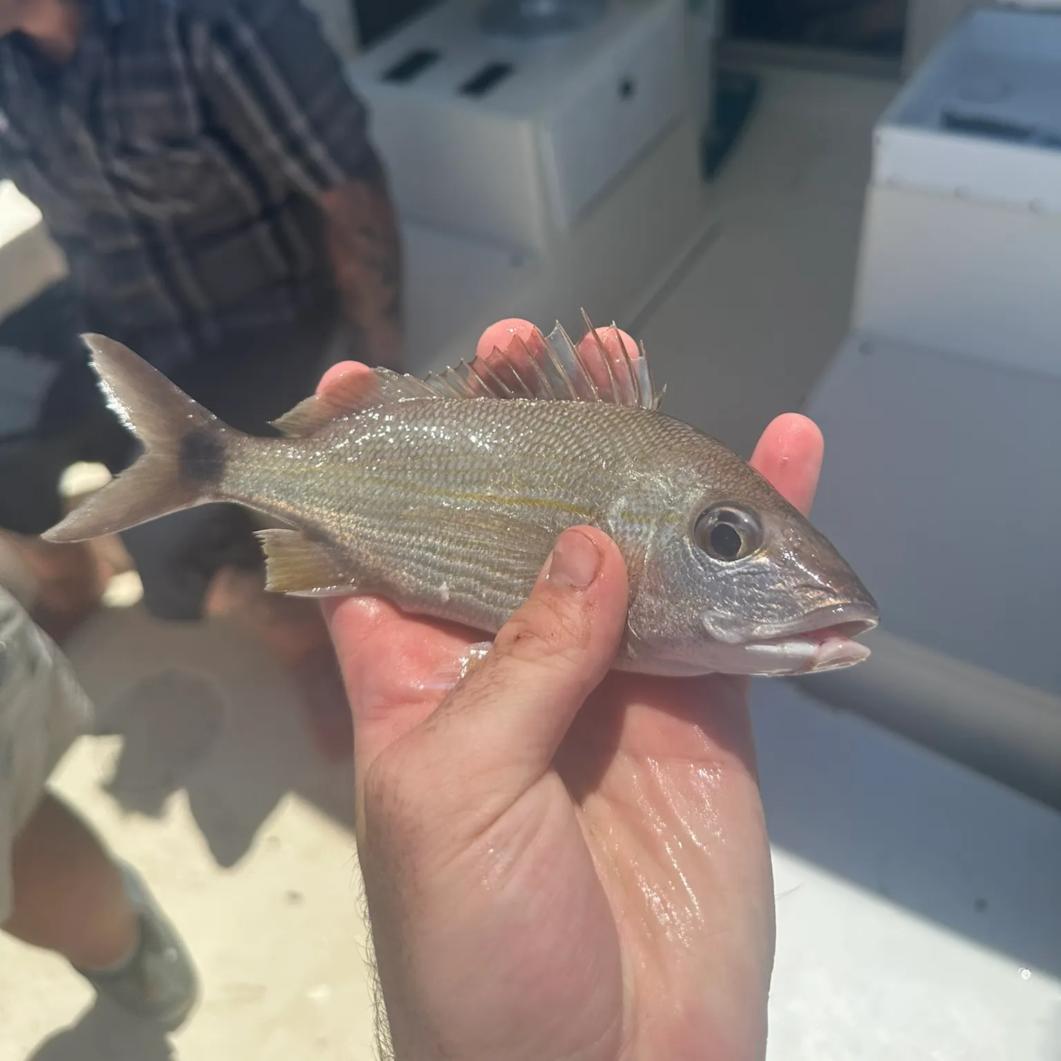 The most recent Tomtate grunt catches on Fishbrain