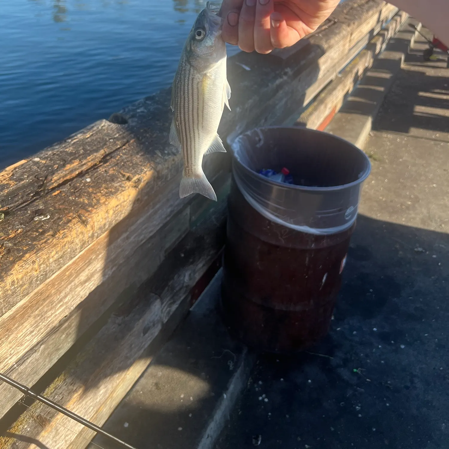 Striped bass caught on Fishbrain