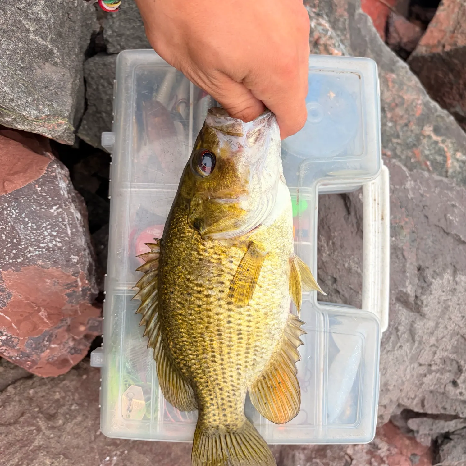 Rock bass caught on Fishbrain