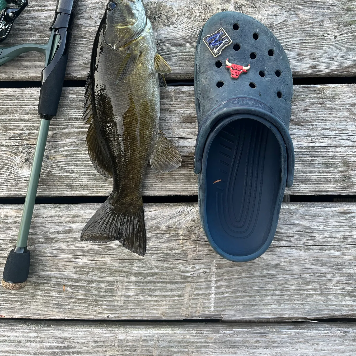 Smallmouth bass caught on Fishbrain