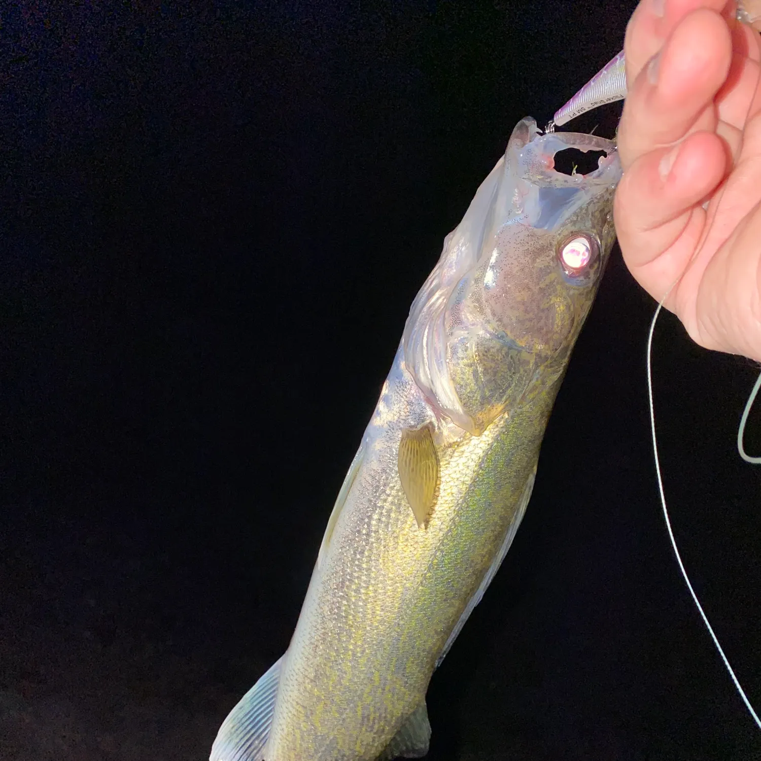 Walleye caught on Fishbrain