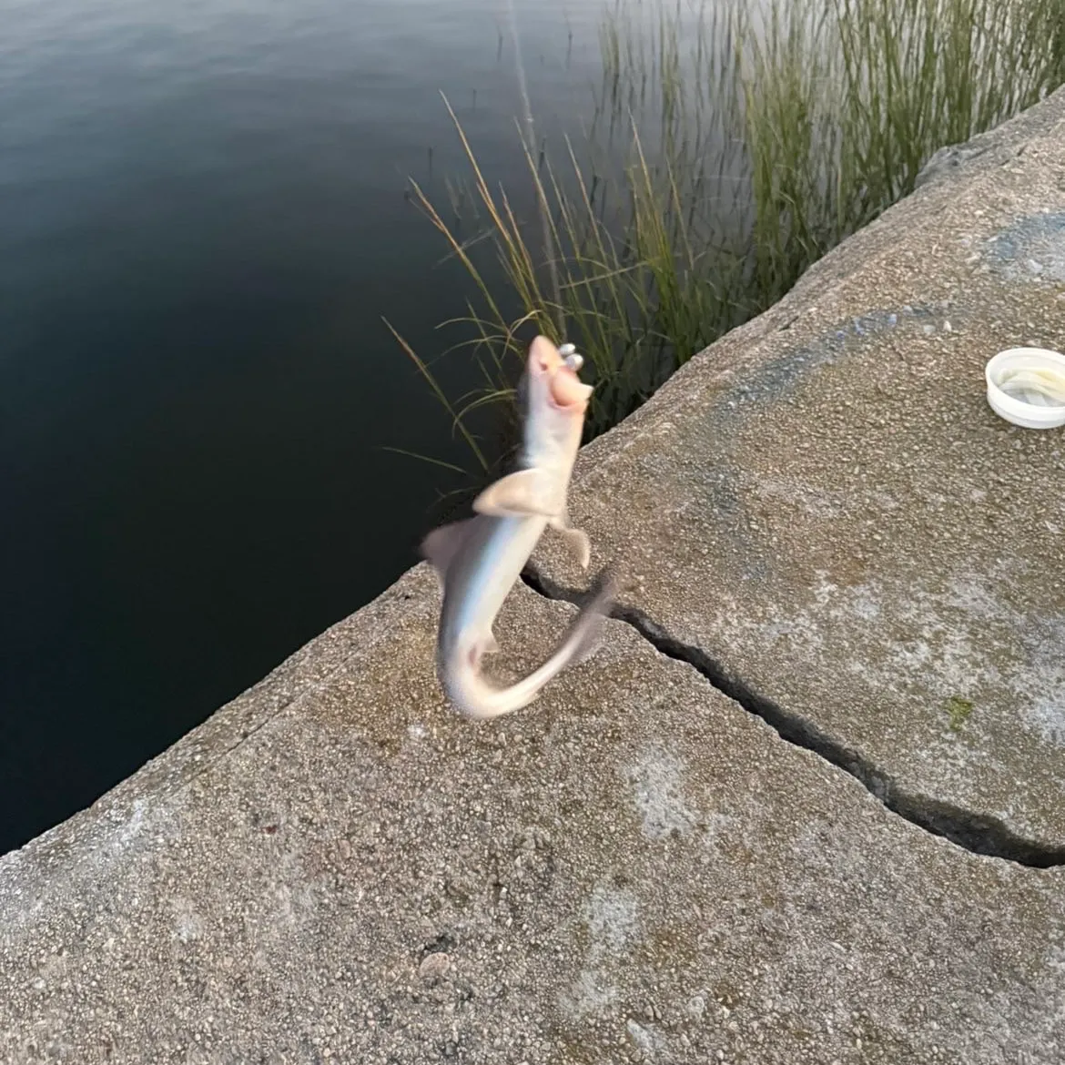 Dusky smooth-hound caught on Fishbrain