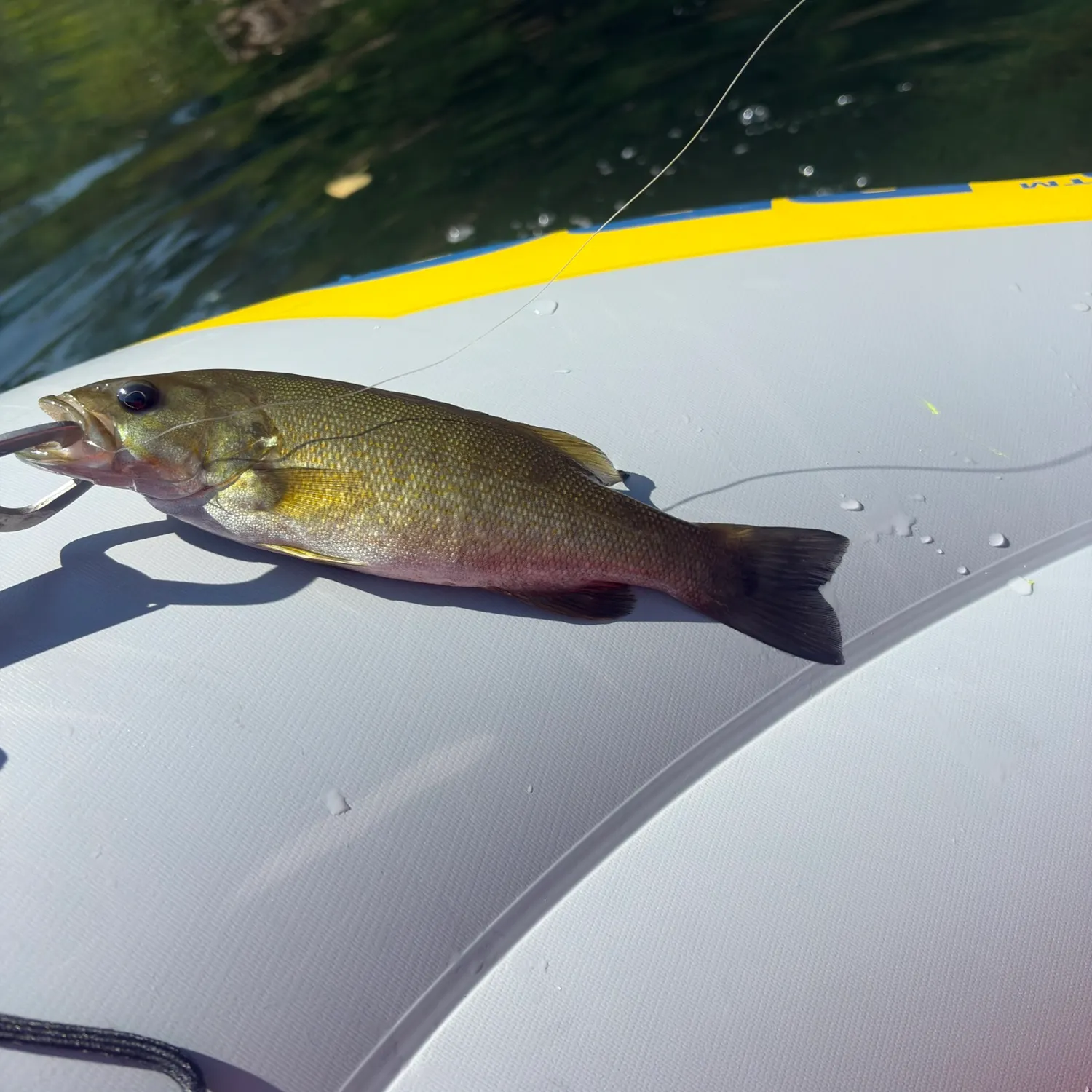 Smallmouth bass caught on Fishbrain