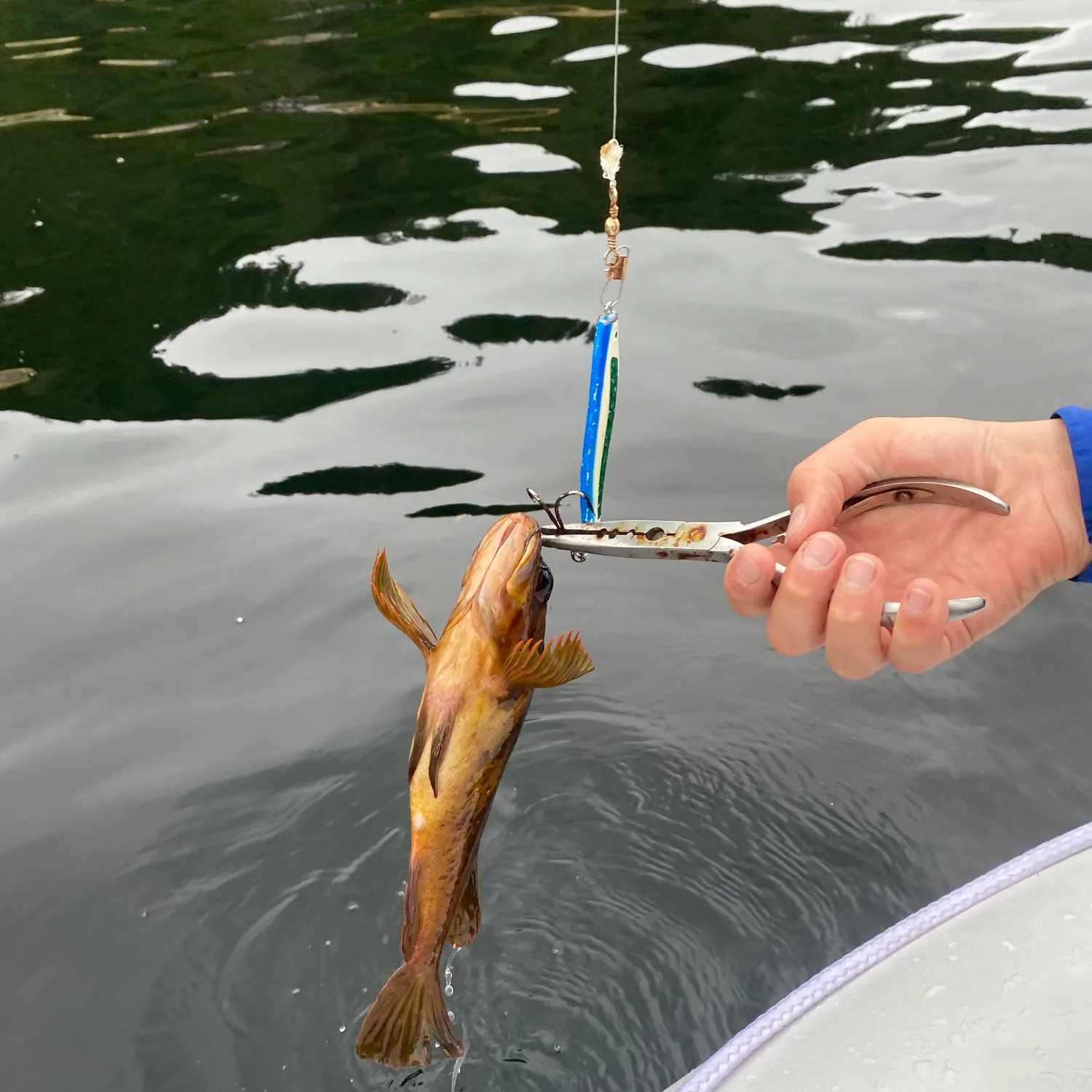 recently logged catches