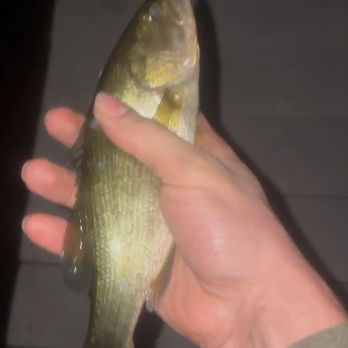 Smallmouth bass caught on Fishbrain