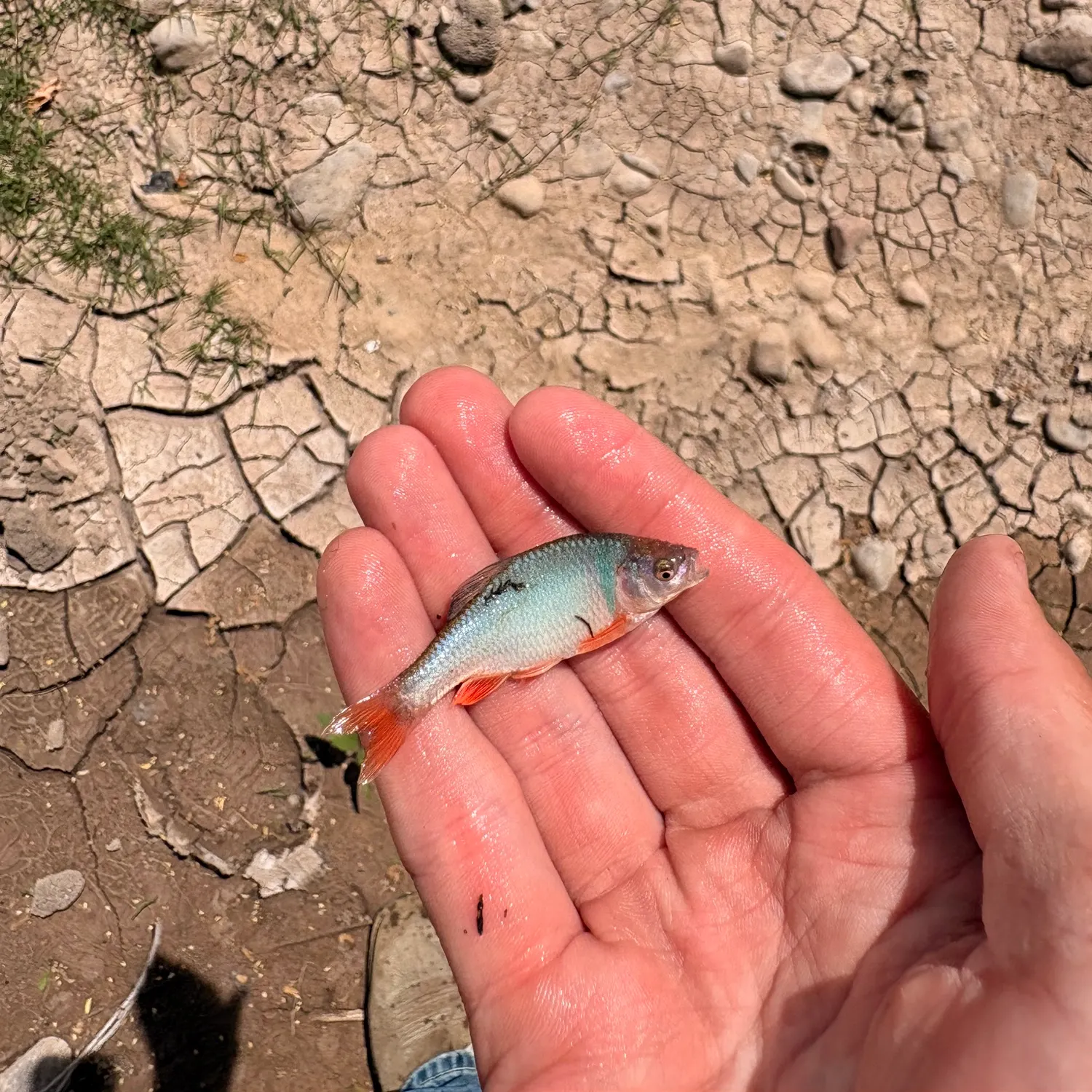 The most recent Redfin shiner catches on Fishbrain