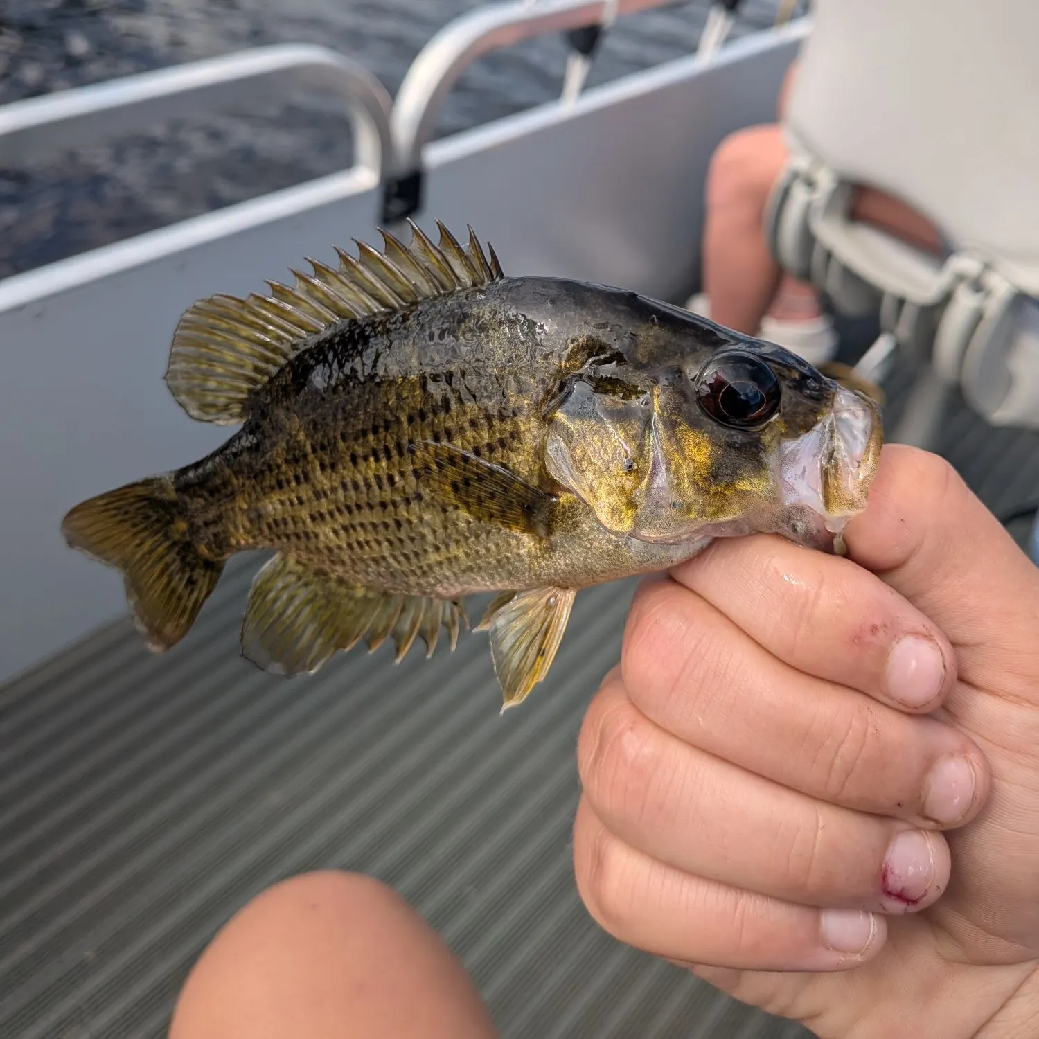 Fish caught on Fishbrain