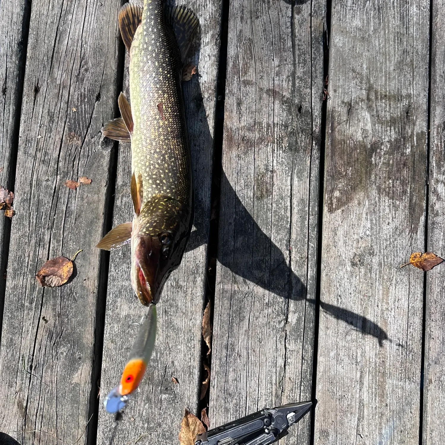Northern pike caught on Fishbrain