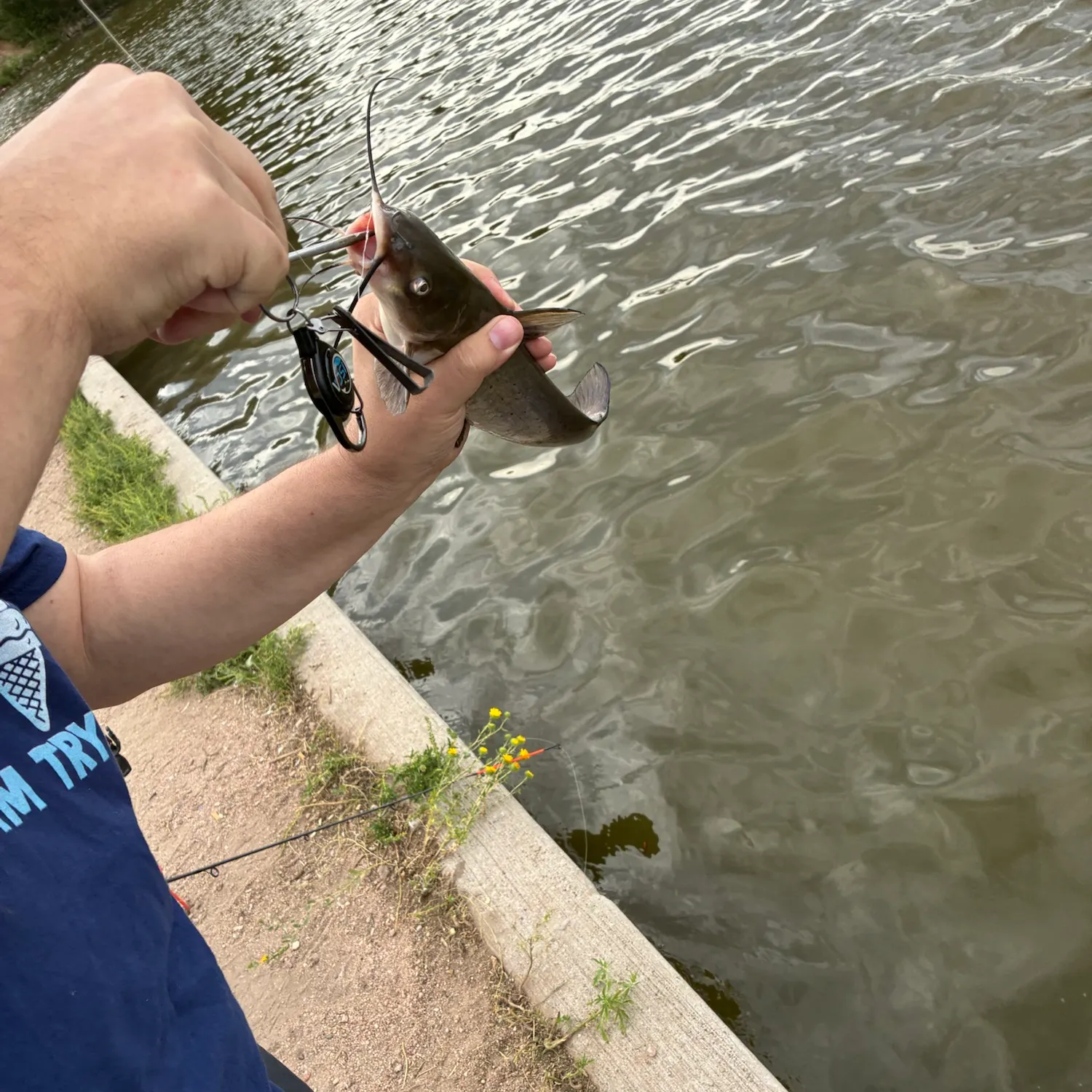 Channel catfish caught on Fishbrain
