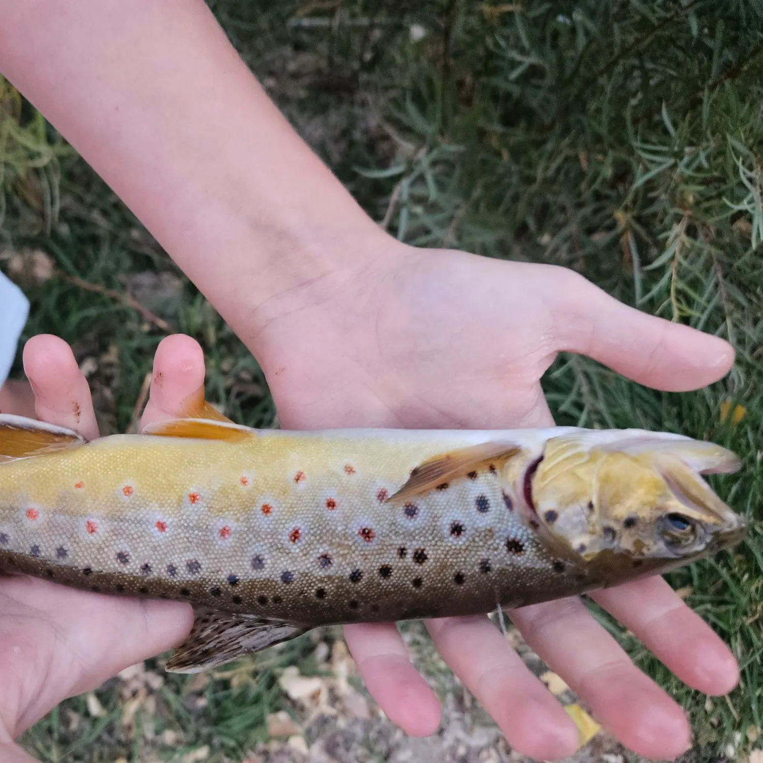 Brown trout caught on Fishbrain
