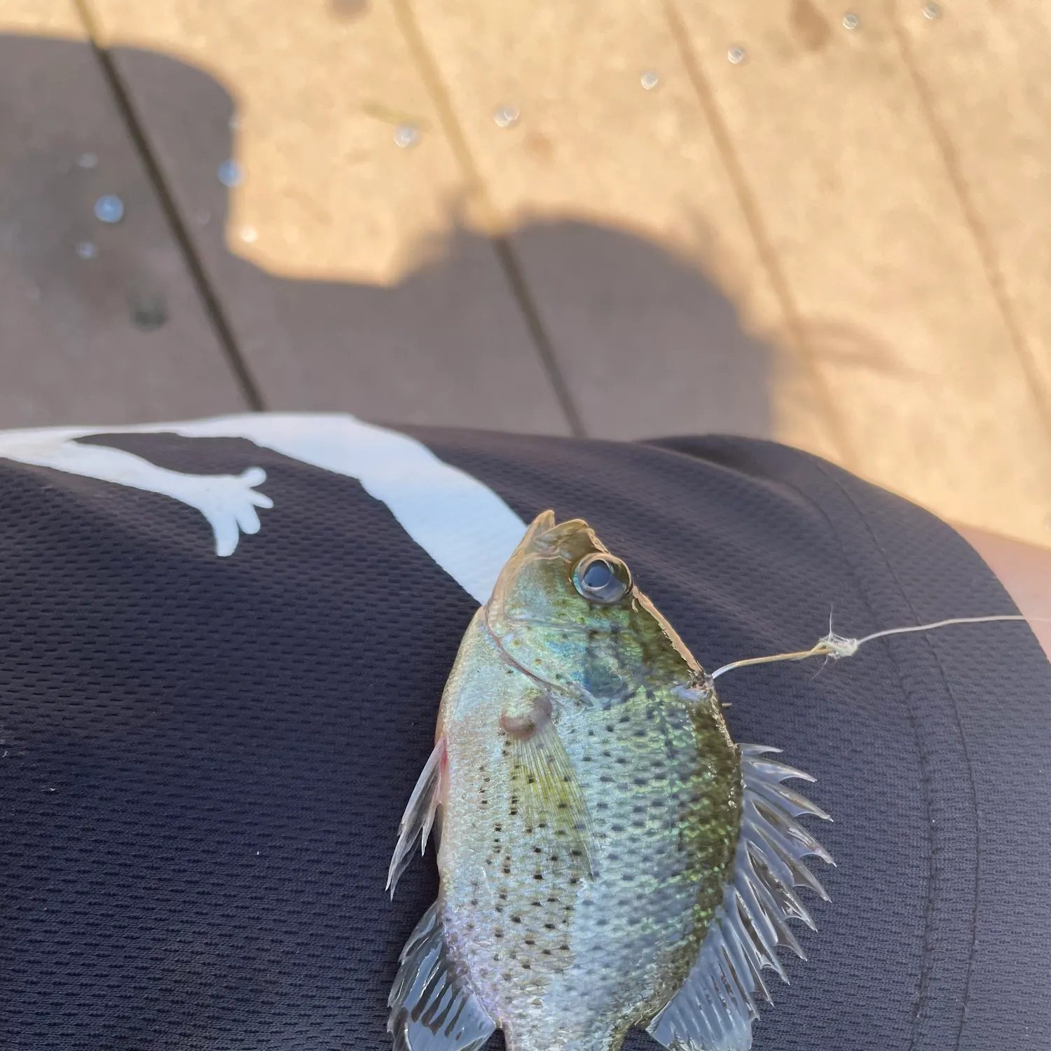 The most recent Spotted sunfish catches on Fishbrain