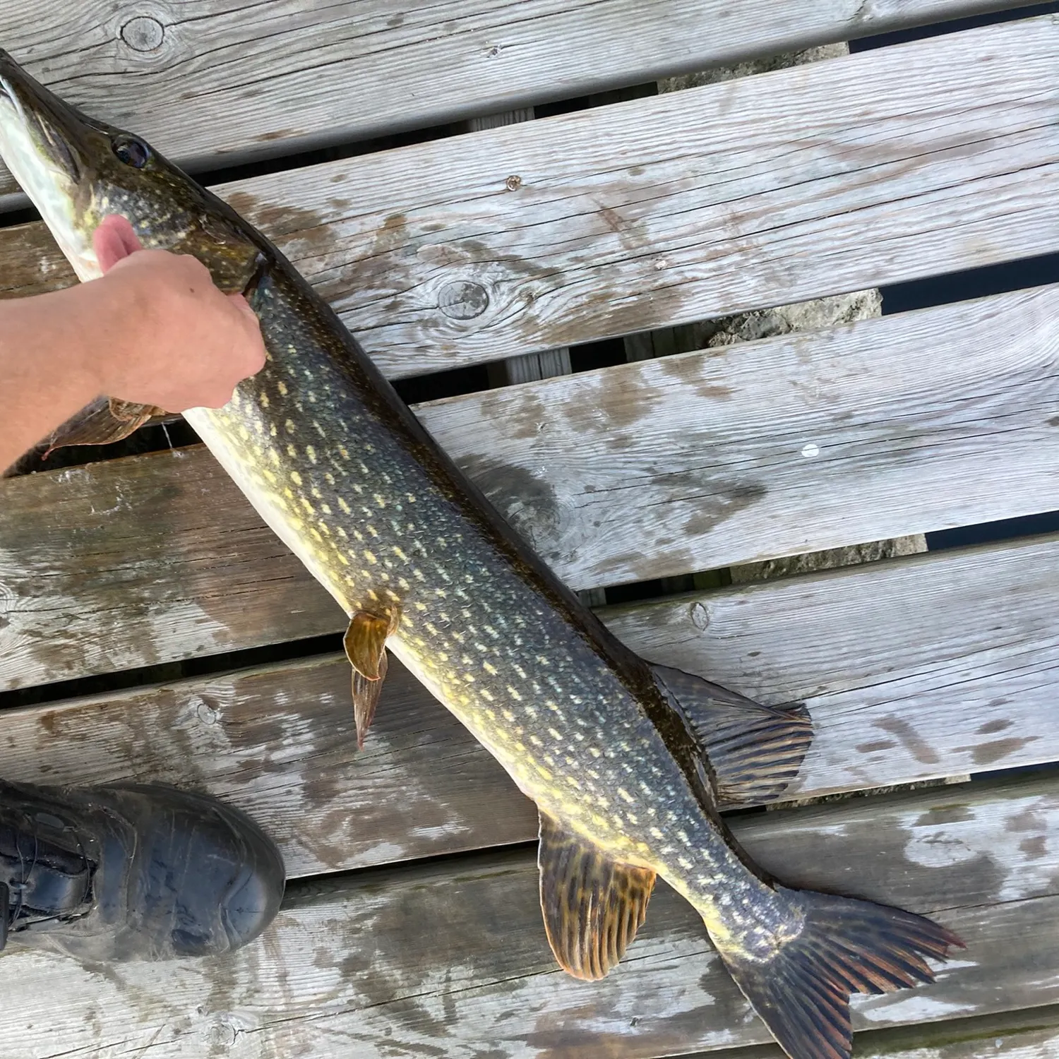 Northern pike caught on Fishbrain