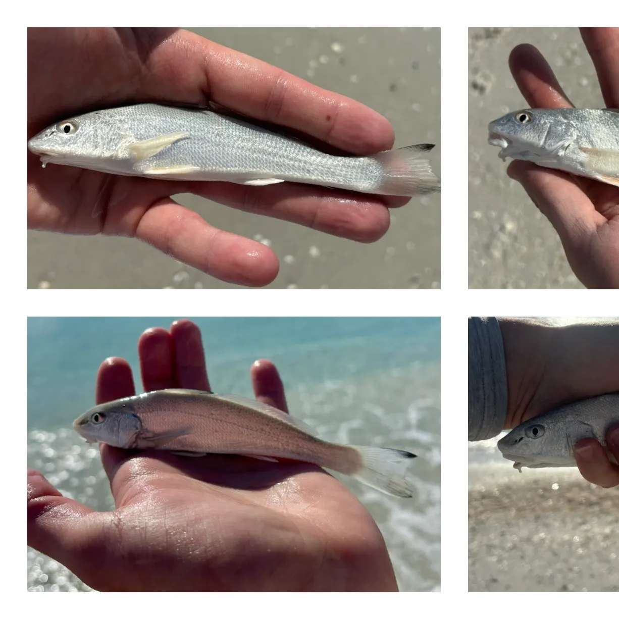 The most recent Gulf kingcroaker catches on Fishbrain