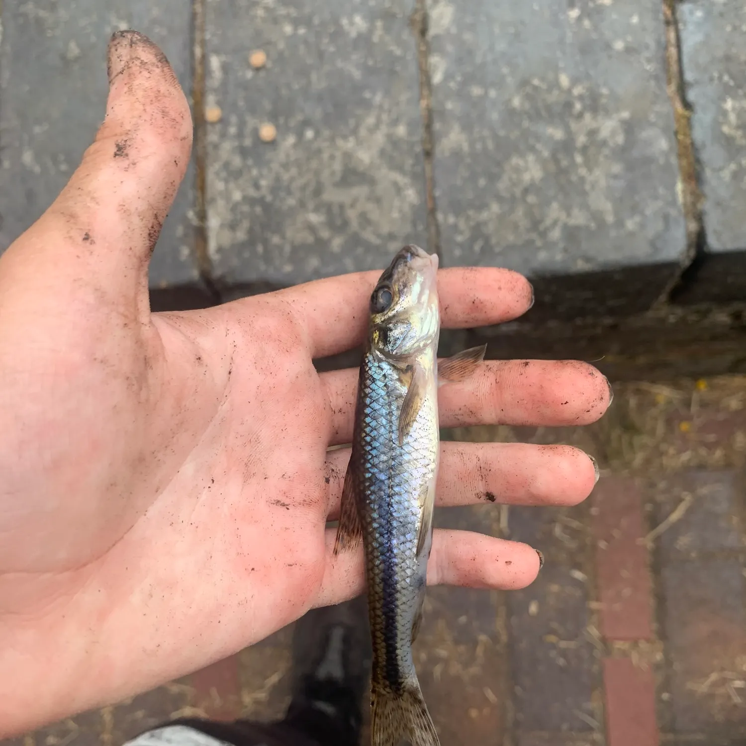 The most recent Gudgeon catches on Fishbrain