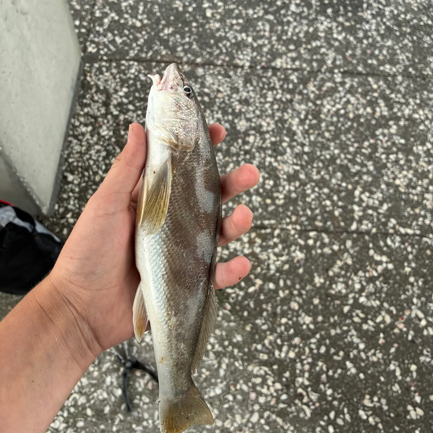 Southern kingcroaker caught on Fishbrain