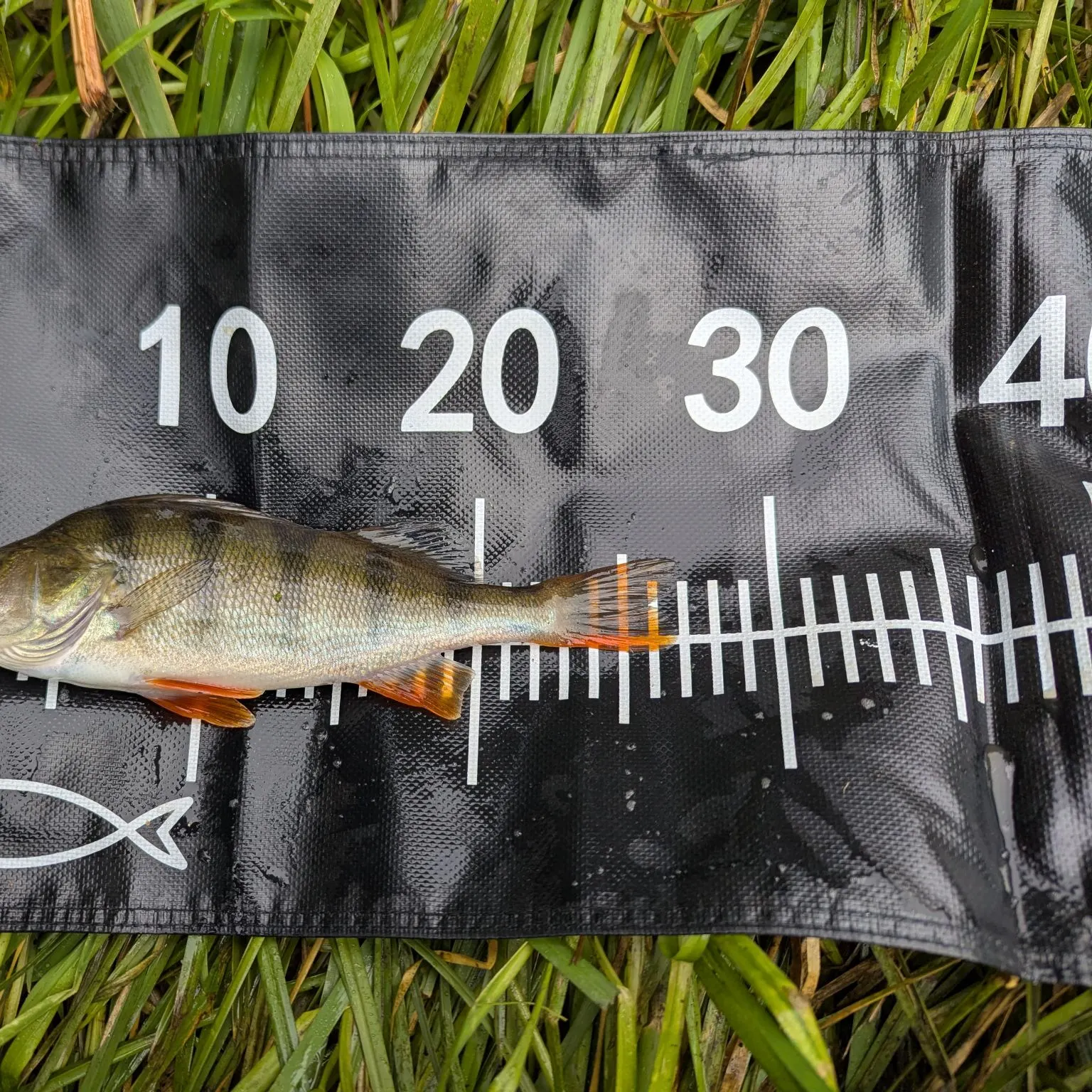 European perch caught on Fishbrain