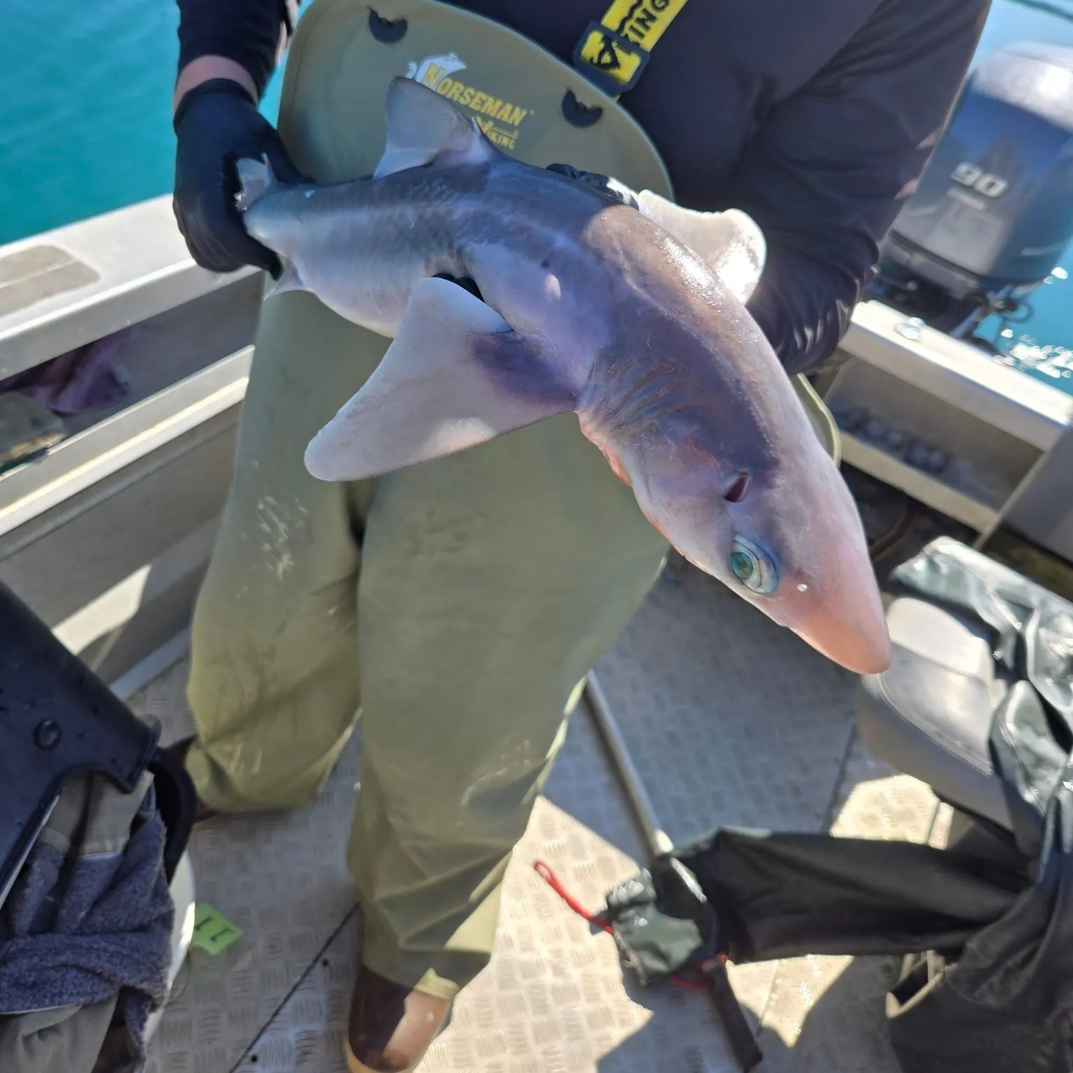The most recent Pacific spiny dogfish catches on Fishbrain