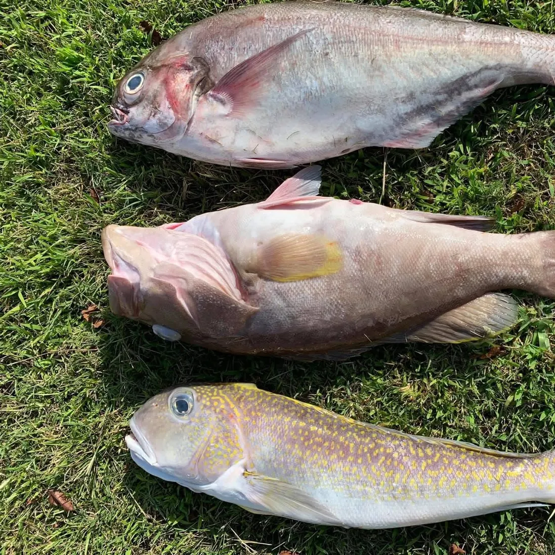 The most recent Barrelfish catches on Fishbrain