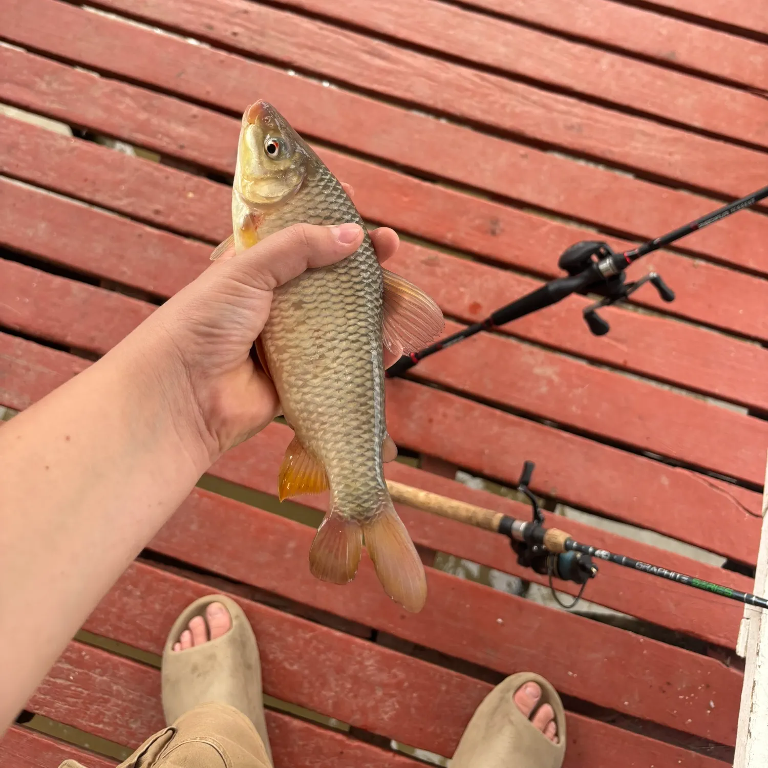 The most recent Boga catches on Fishbrain