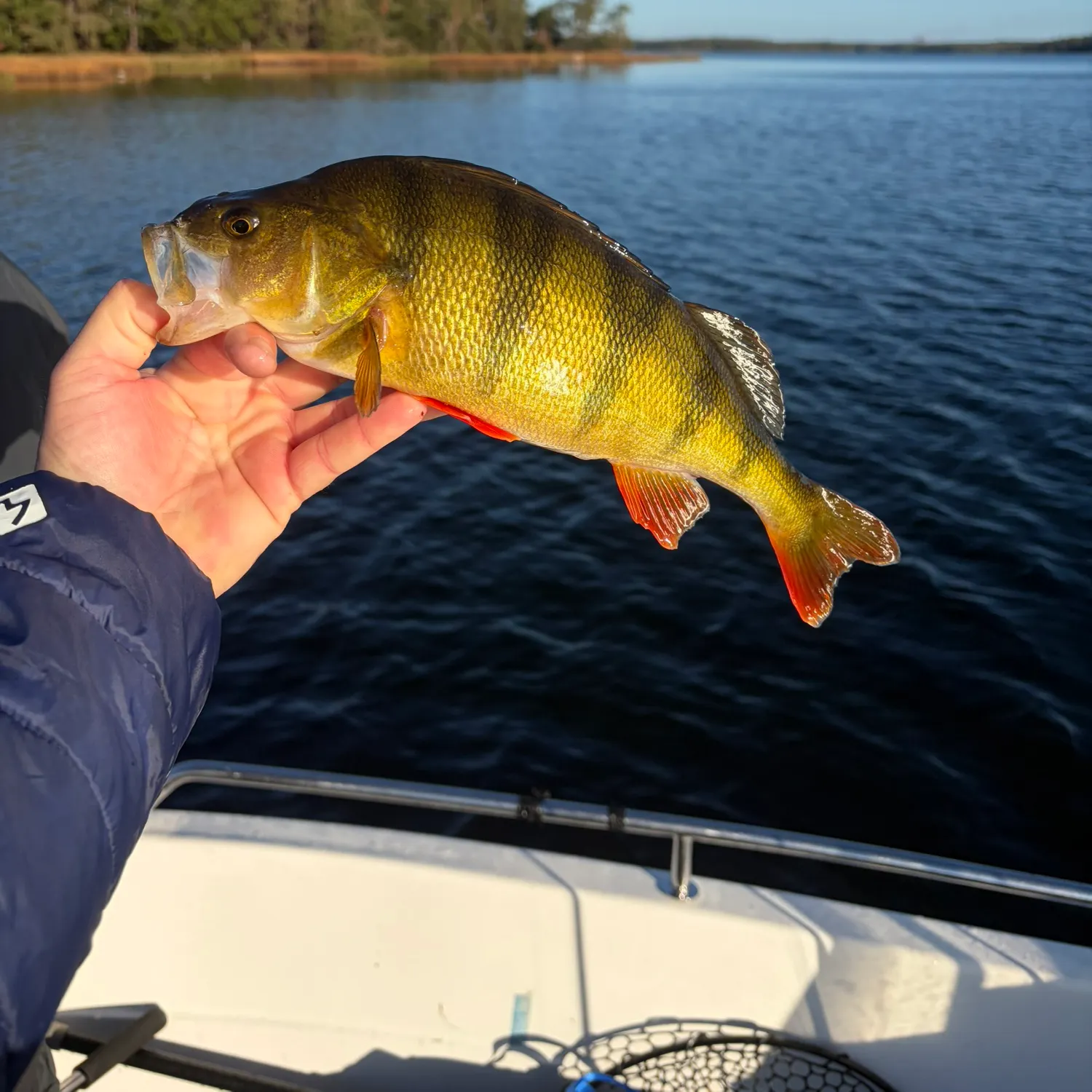European perch caught on Fishbrain