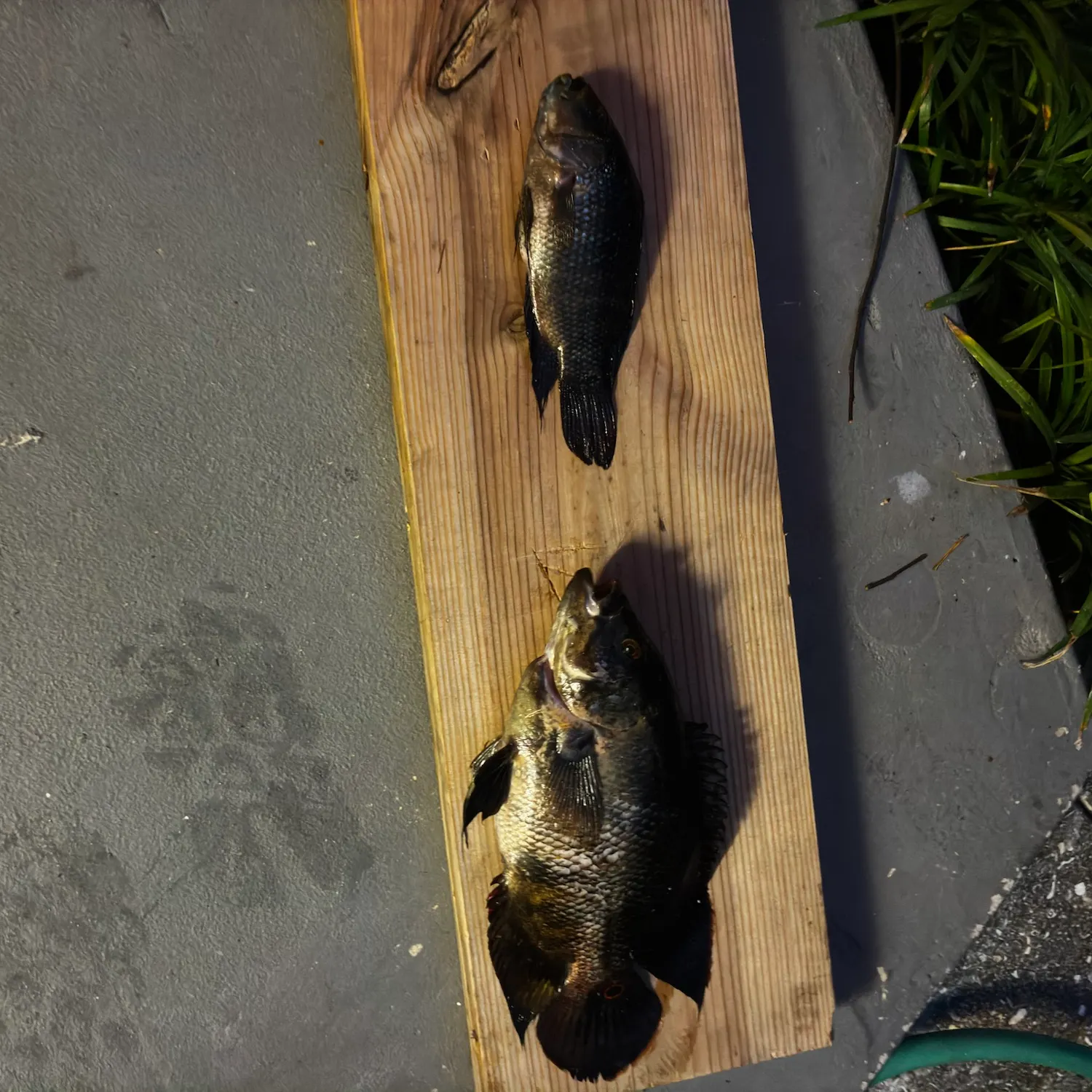 The most recent Mayan cichlid catches on Fishbrain