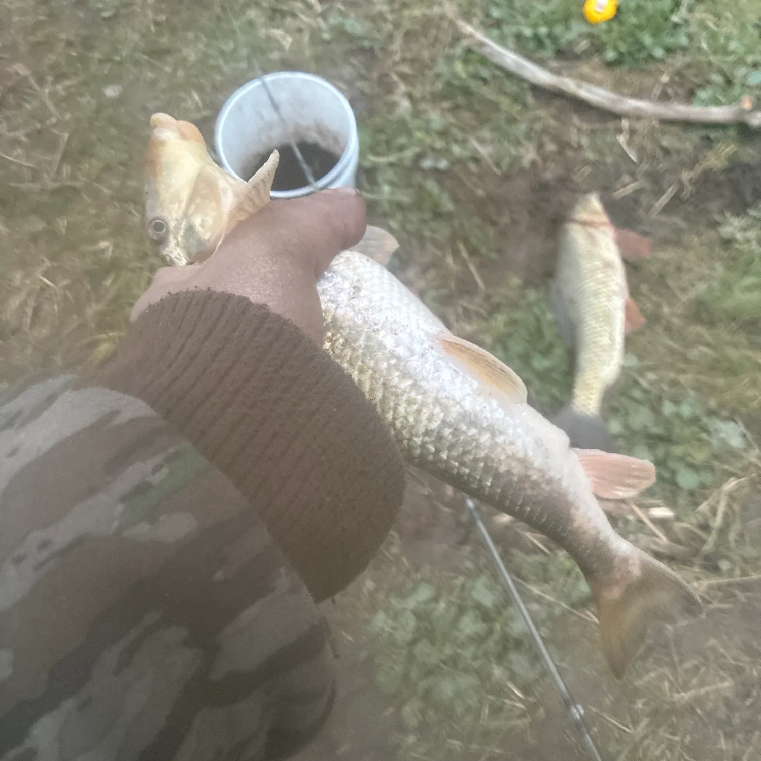 The most recent Black redhorse catches on Fishbrain