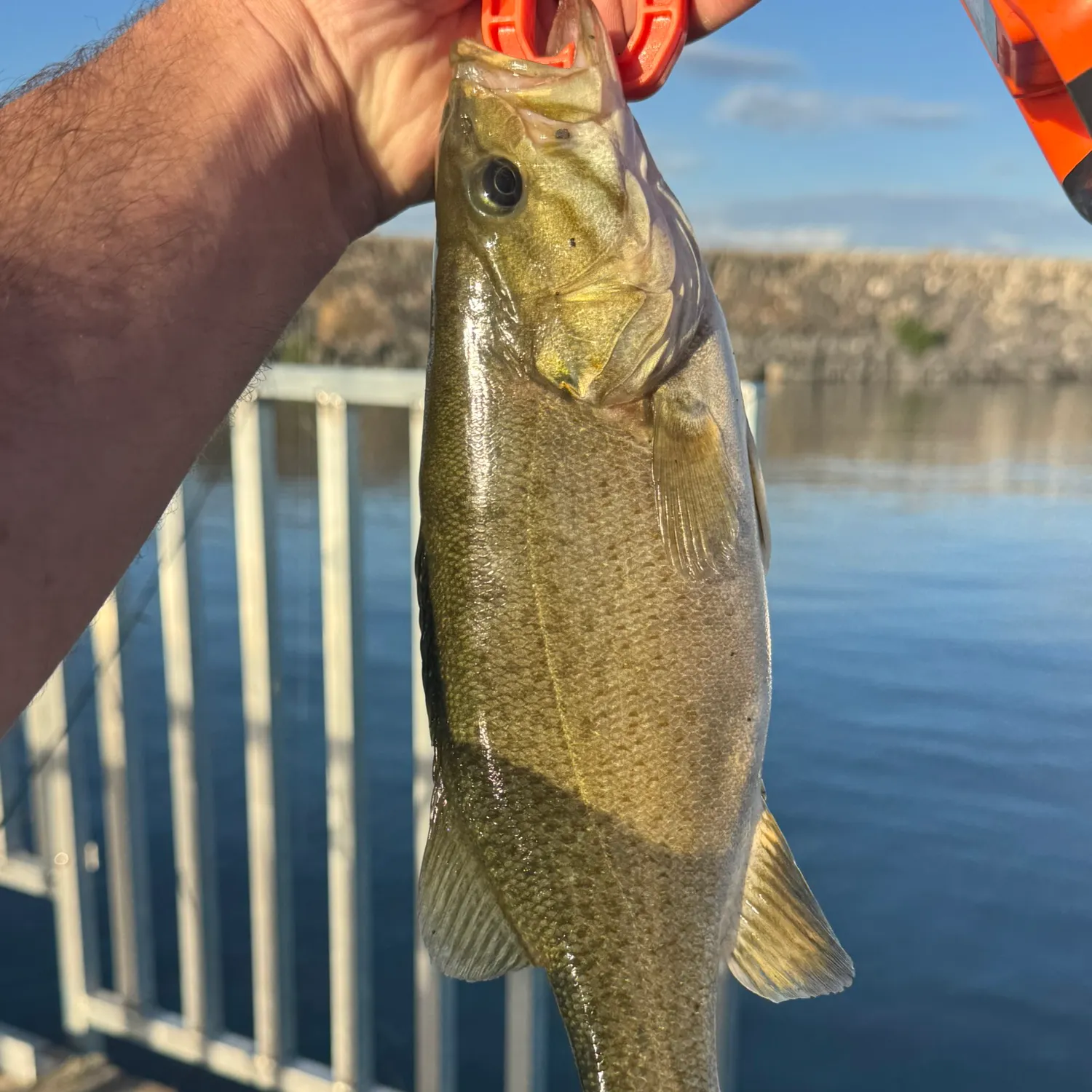 Smallmouth bass caught on Fishbrain