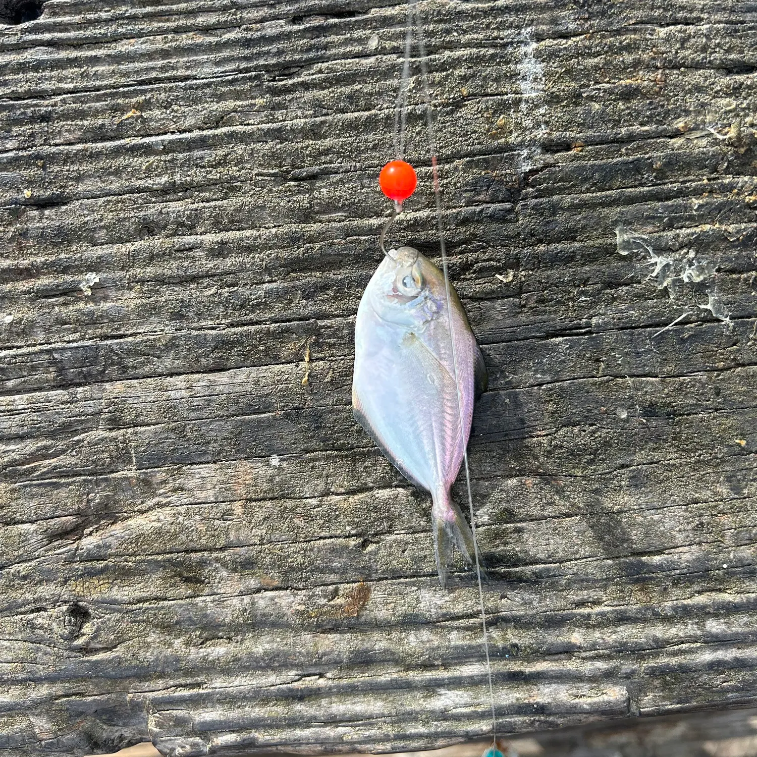 The most recent Walleye surfperch catches on Fishbrain
