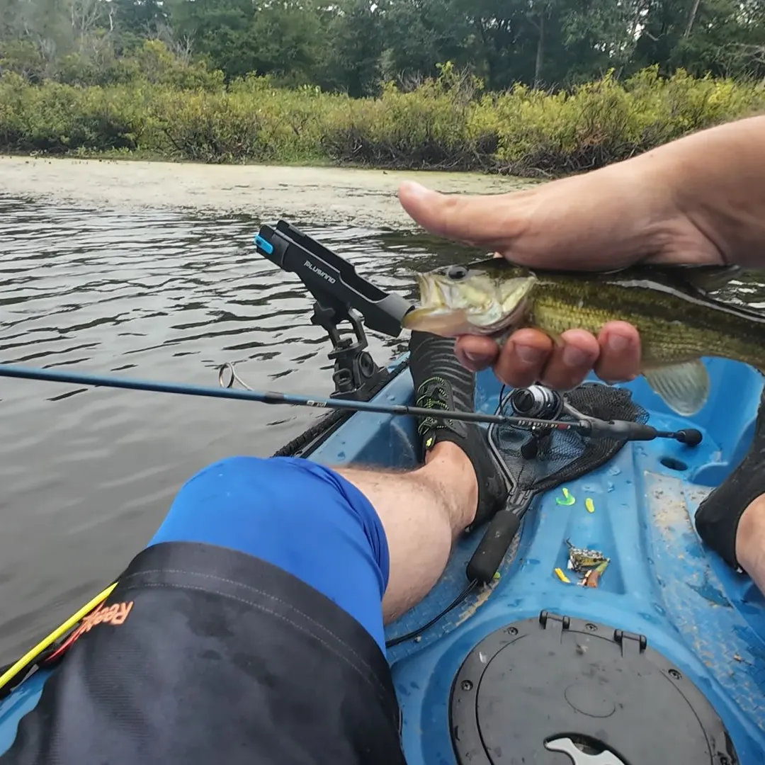 Largemouth bass caught on Fishbrain