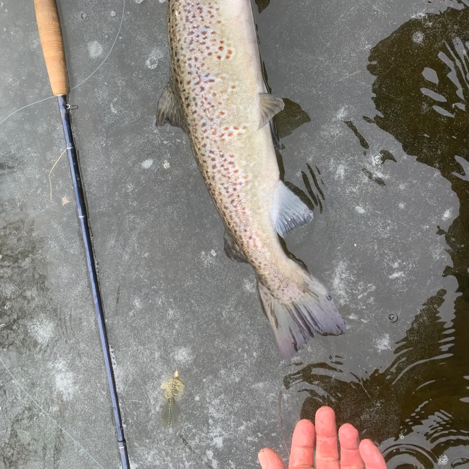 The most recent Atlantic salmon catches on Fishbrain