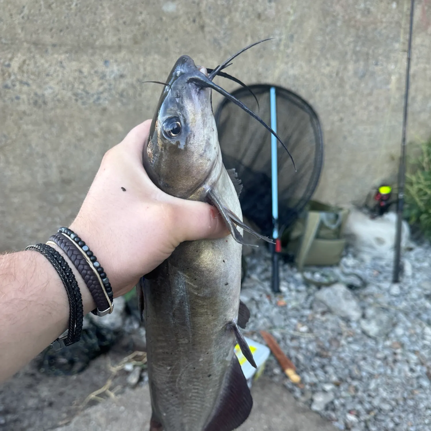 Channel catfish caught on Fishbrain