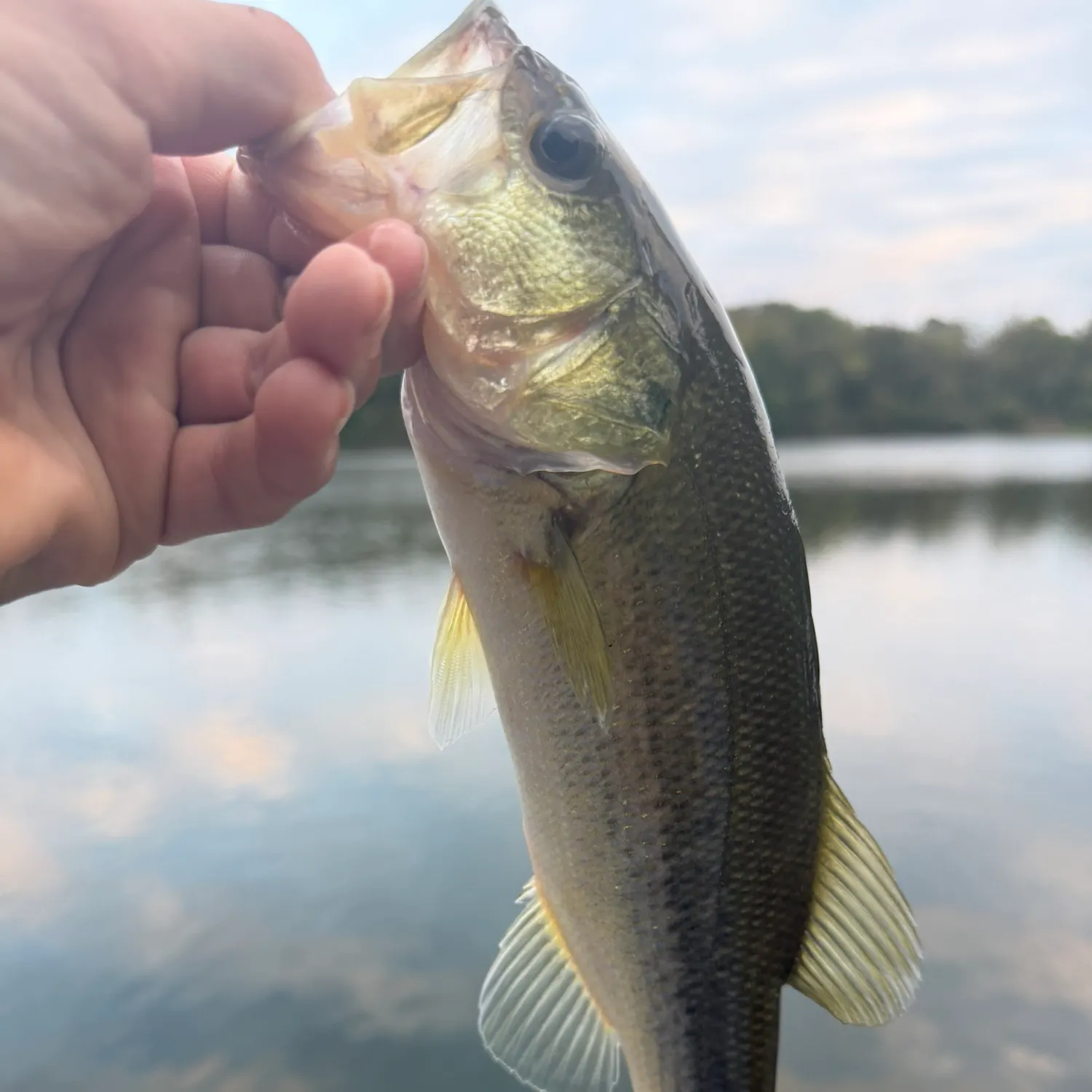 Largemouth bass caught on Fishbrain