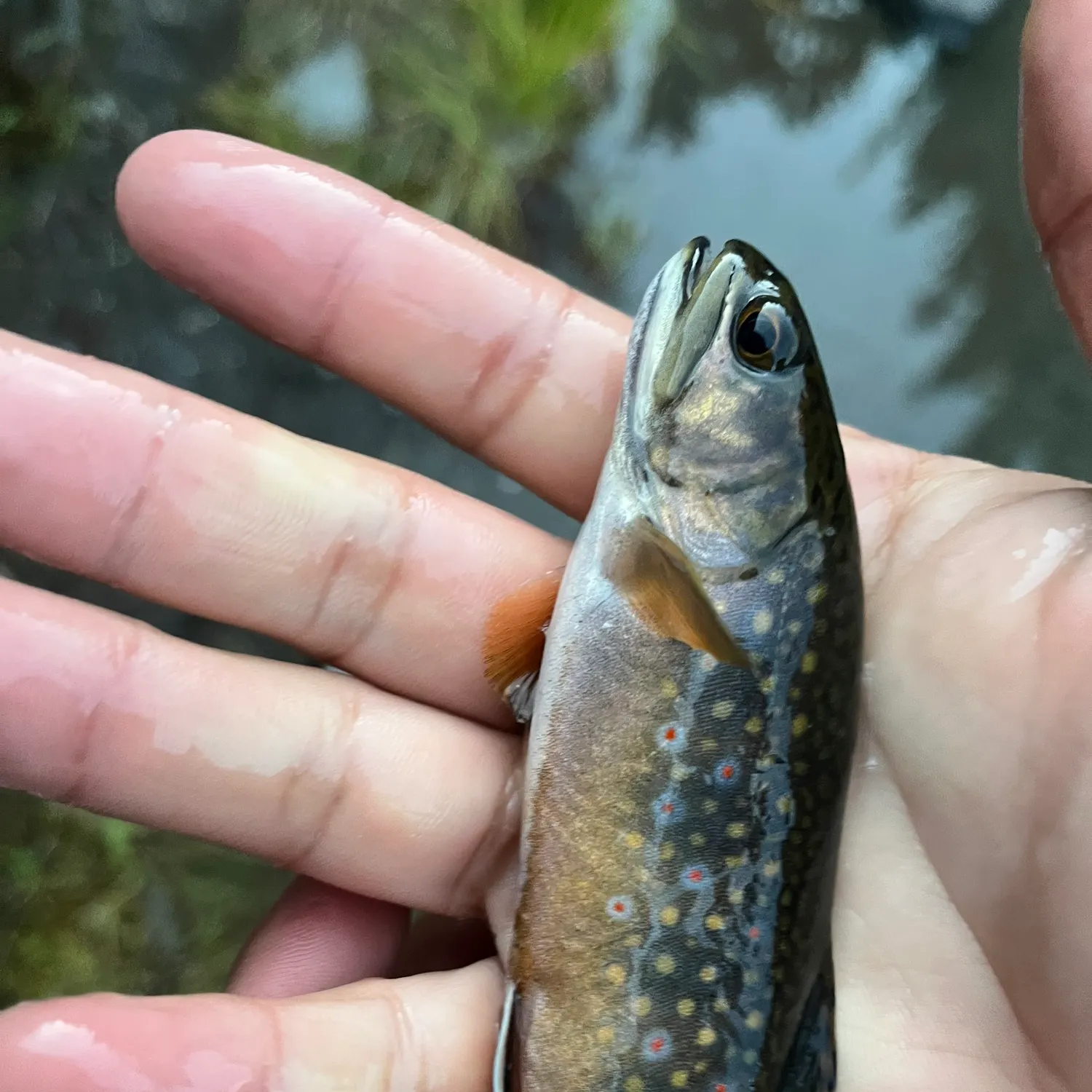 Brook trout caught on Fishbrain