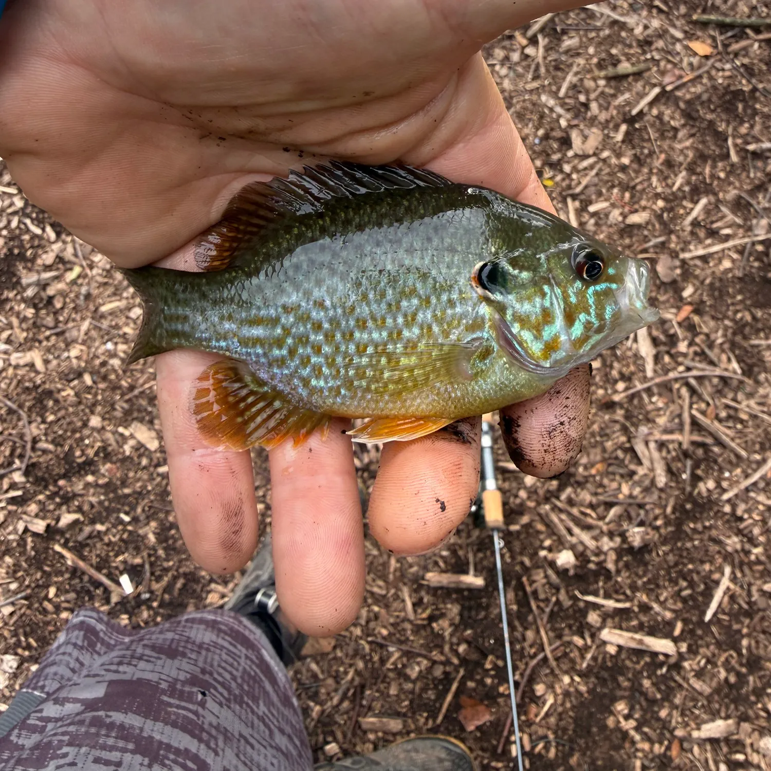 The most recent Pumpkinseed catches on Fishbrain