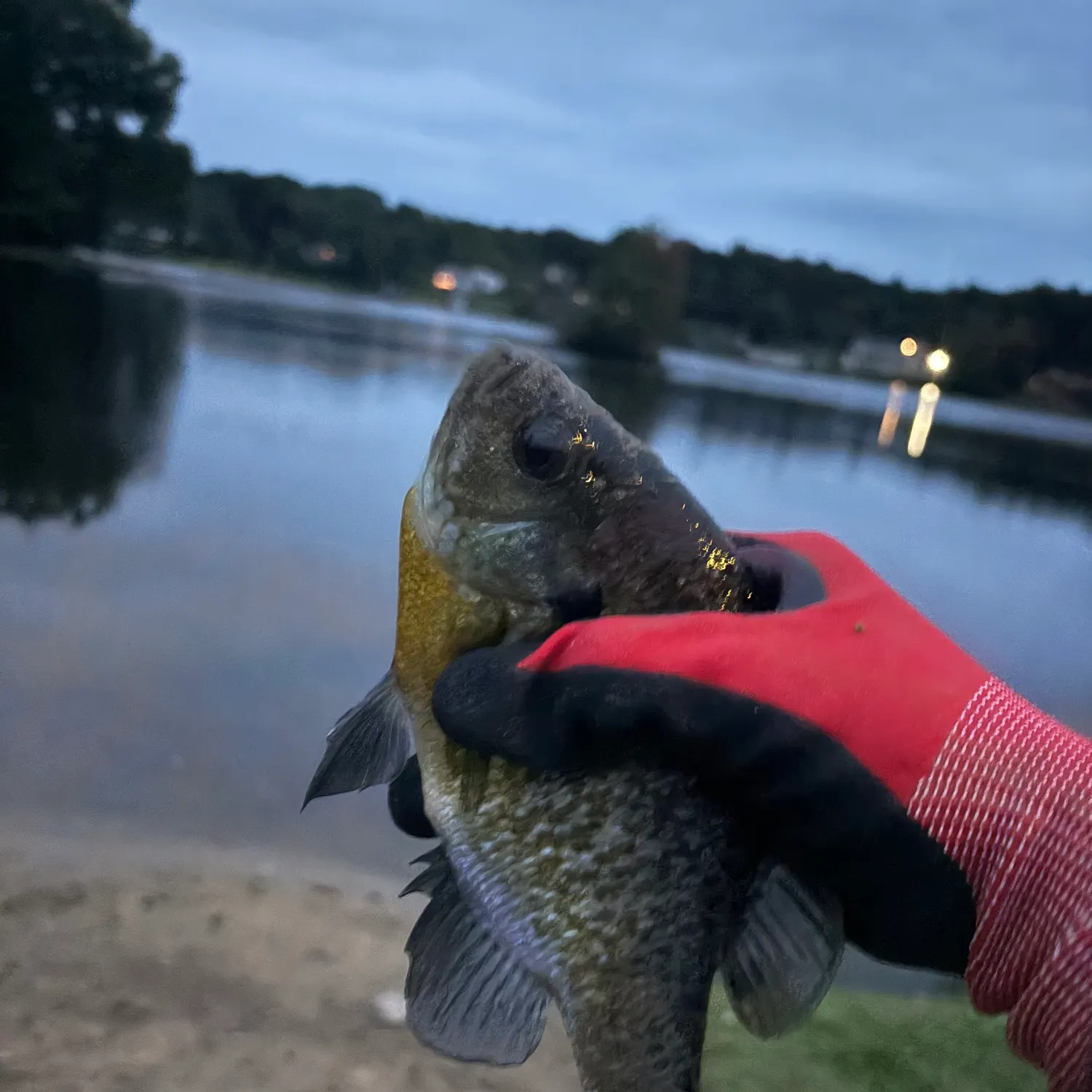 Bluegill caught on Fishbrain