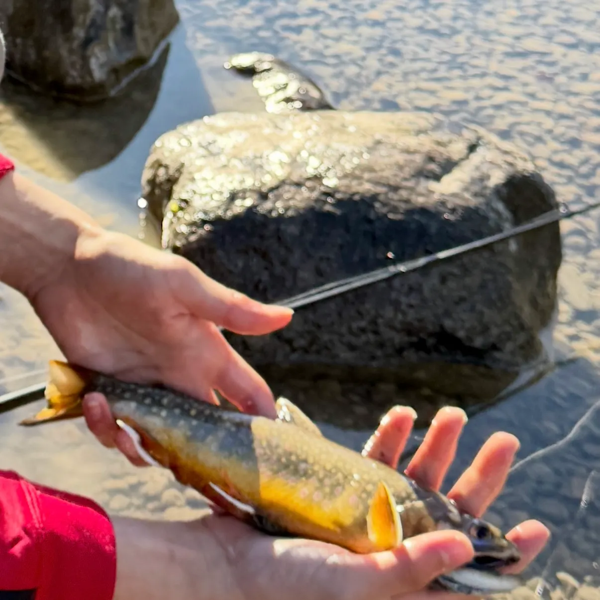 Brook trout caught on Fishbrain