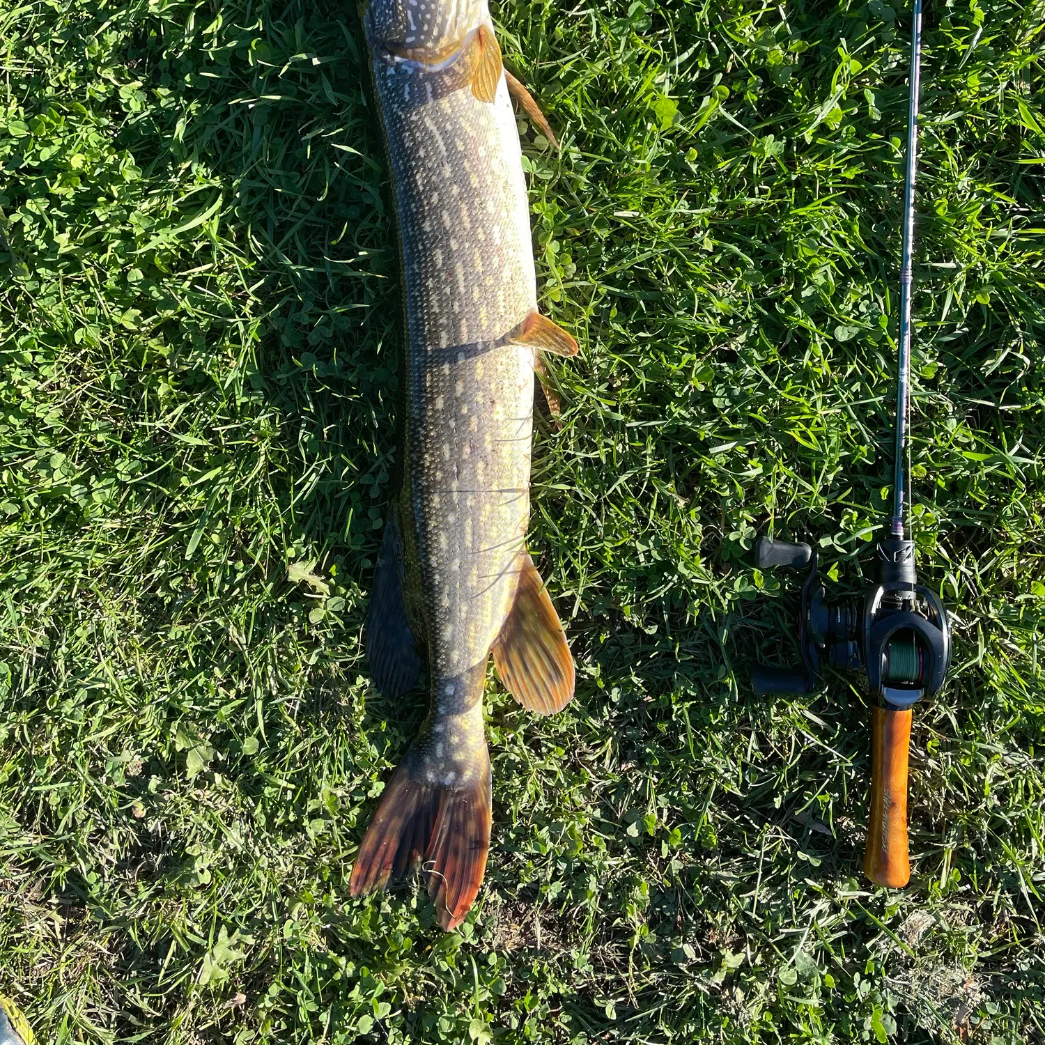 Northern pike caught on Fishbrain