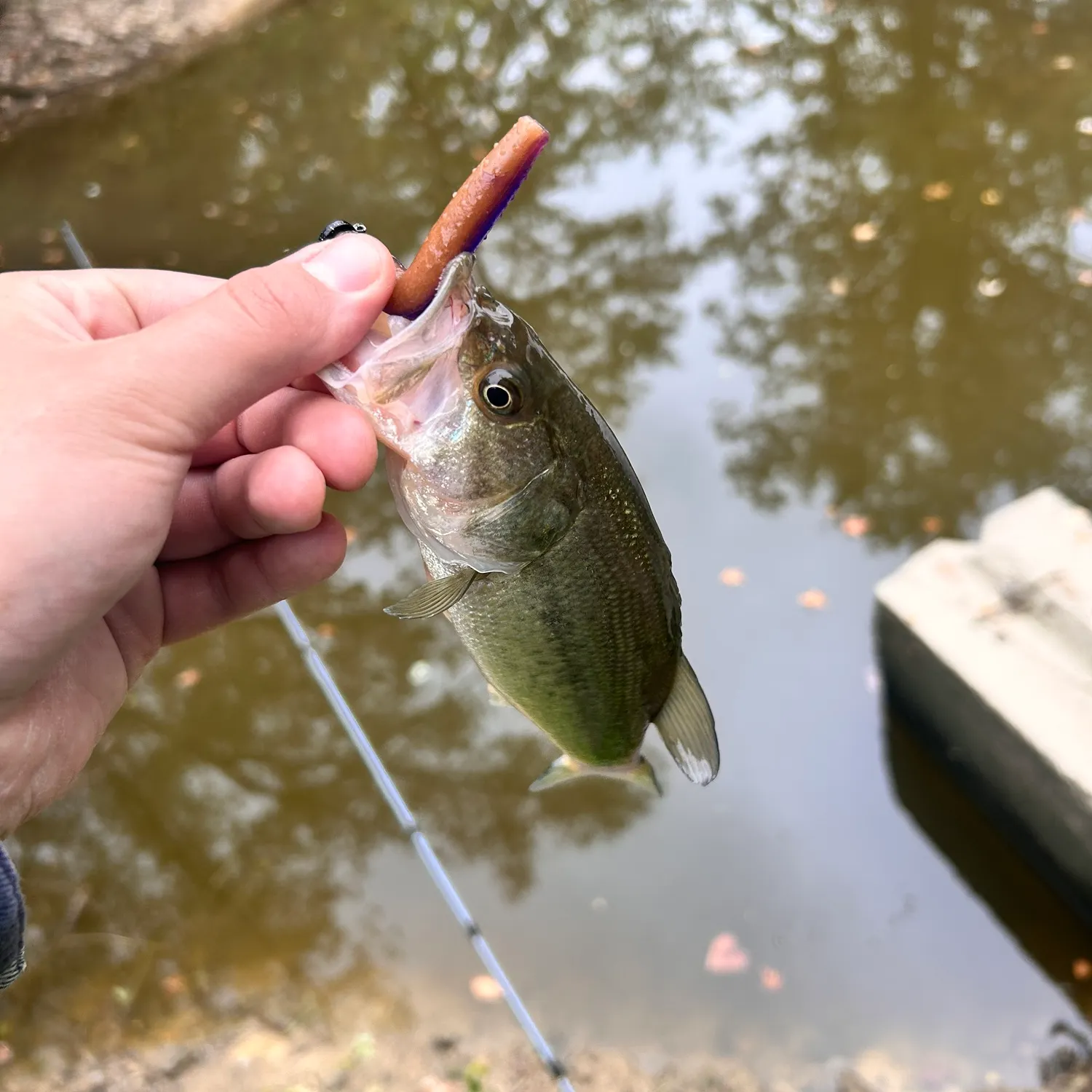 Largemouth bass caught on Fishbrain